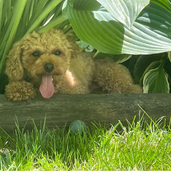 Meet your Posher, Michelle - Picture 3 of 4